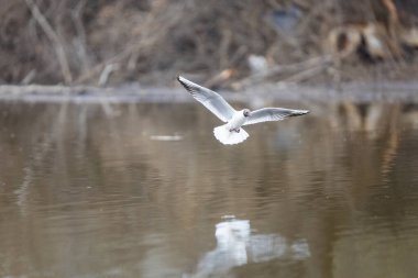 2025 gölündeki ördekler