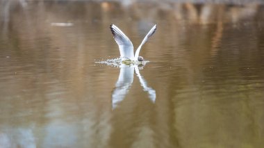 2025 gölündeki ördekler