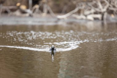 2025 gölündeki ördekler