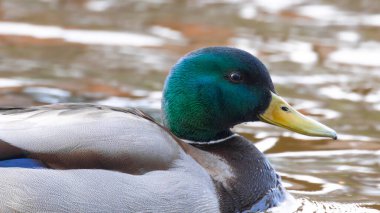 2025 gölündeki ördekler