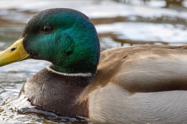 2025 gölündeki ördekler