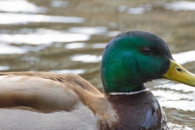 2025 gölündeki ördekler