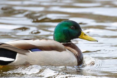 2025 gölündeki ördekler