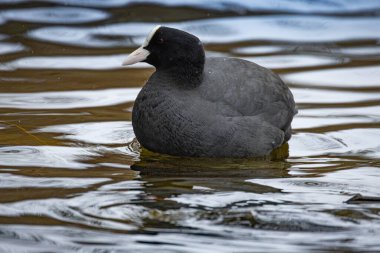 2025 gölündeki ördekler