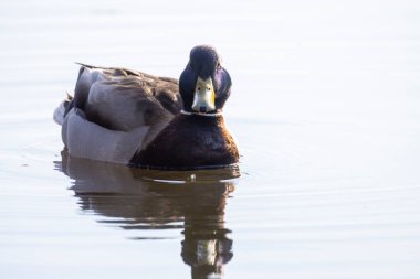 2025 gölündeki ördekler