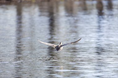 2025 gölündeki ördekler