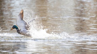 2025 gölündeki ördekler