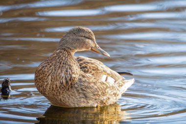 2025 gölündeki ördekler