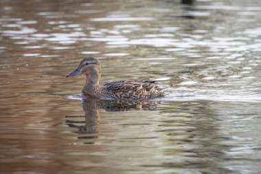 2025 gölündeki ördekler