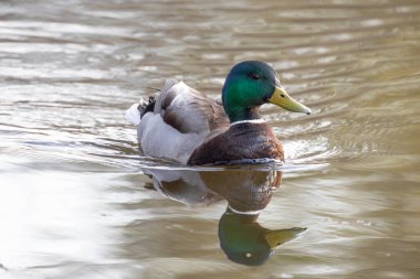 2025 gölündeki ördekler