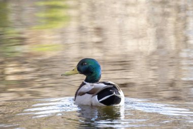 2025 gölündeki ördekler