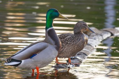 2025 gölündeki ördekler