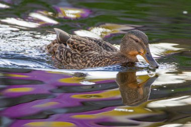 2025 gölündeki ördekler