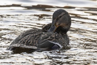 2025 gölündeki ördekler