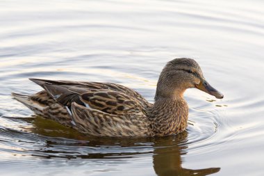 2025 gölündeki ördekler