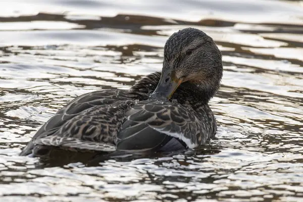 2025 gölündeki ördekler