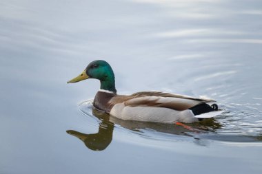 2025 gölündeki ördekler