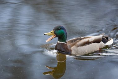 2025 gölündeki ördekler