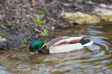 2025 gölündeki ördekler
