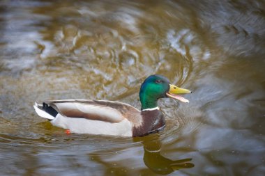 2025 gölündeki ördekler