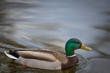 2025 gölündeki ördekler