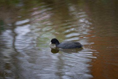 2025 gölündeki ördekler