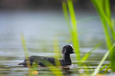 2025 gölündeki ördekler