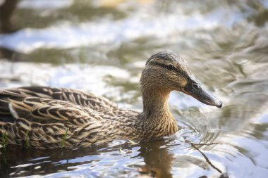 2025 gölündeki ördekler