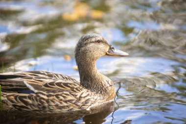 2025 gölündeki ördekler