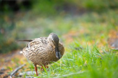 2025 gölündeki ördekler