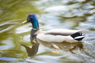 2025 gölündeki ördekler