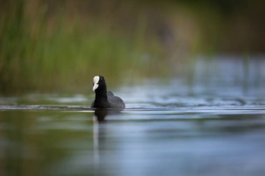 2025 gölündeki ördekler