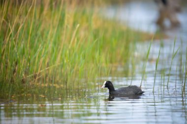 2025 gölündeki ördekler