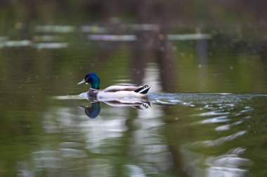 2025 gölündeki ördekler