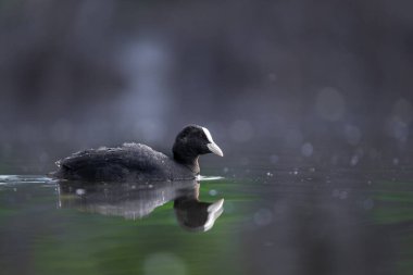 2025 gölündeki ördekler