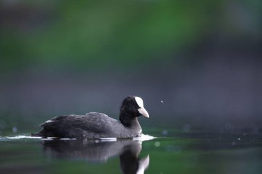 2025 gölündeki ördekler