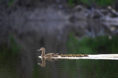 2025 gölündeki ördekler