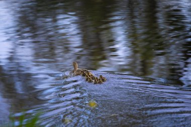 2025 gölündeki ördekler