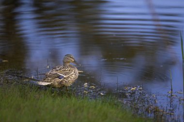 2025 gölündeki ördekler