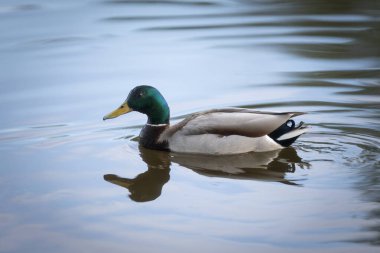 2025 gölündeki ördekler