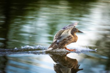 2025 gölündeki ördekler