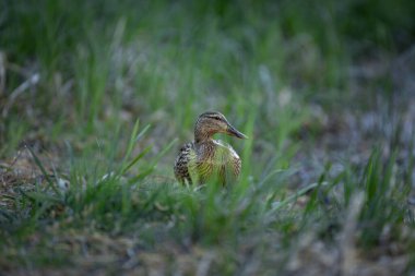 2025 gölündeki ördekler