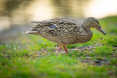 2025 gölündeki ördekler