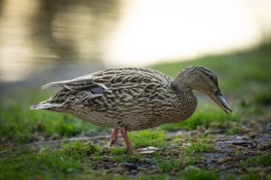 2025 gölündeki ördekler