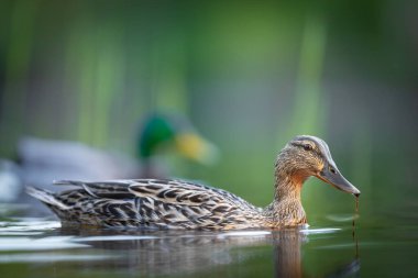 2025 gölündeki ördekler
