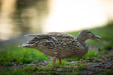 2025 gölündeki ördekler