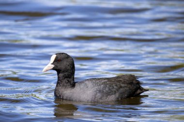 2025 gölündeki ördekler