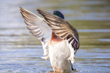 2025 gölündeki ördekler