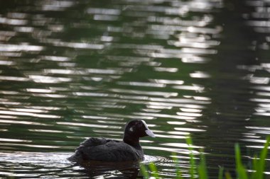 2025 gölündeki ördekler