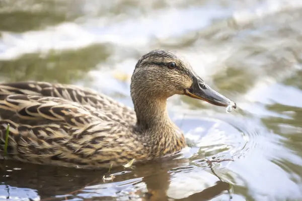2025 gölündeki ördekler